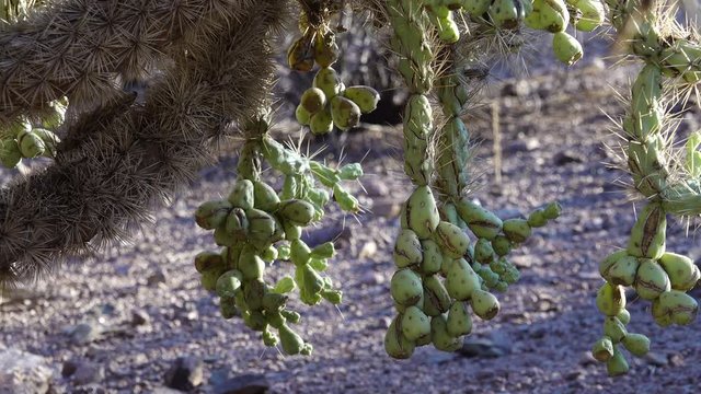 Cactus. Fruits with seeds Cane Chola Cylindropuntia spinosior on a background of blue sky. Arizona, USA