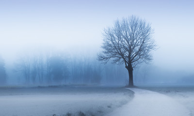 kahler Baum im Winter