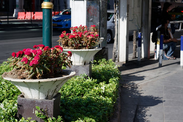 大通りの道端の花壇