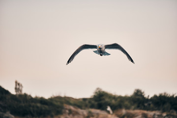 Fototapeta na wymiar Norwegan Seagull