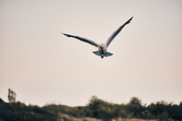 Norwegan Seagull