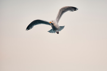 Norwegan Seagull