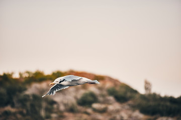 Norwegan Seagull