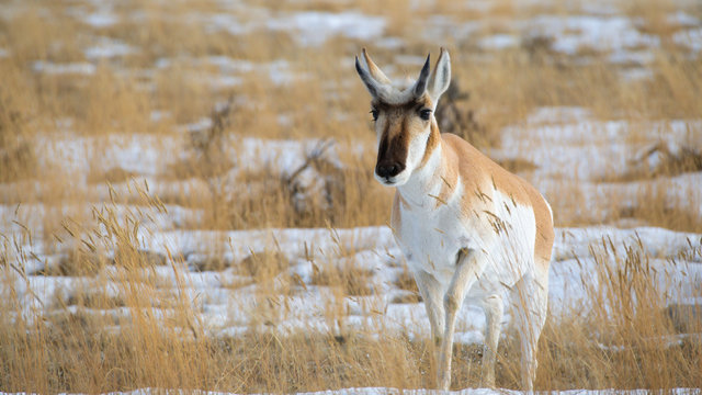 Pronghorn Deer In Yellowstone National Park