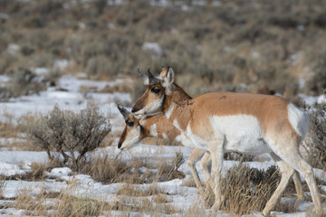 Naklejka na ściany i meble pronghorn Deer in Yellowstone National Park
