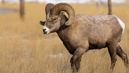 Bighorn Sheep in Gardiner Montana