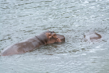 Common hippopotamus (Hippopotamus amphibius) in the water.