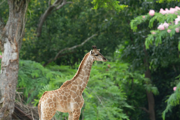 juvenile giraffe under tree in forest