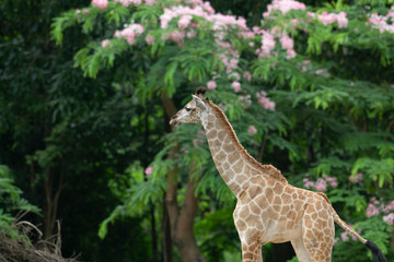 juvenile giraffe under tree in forest