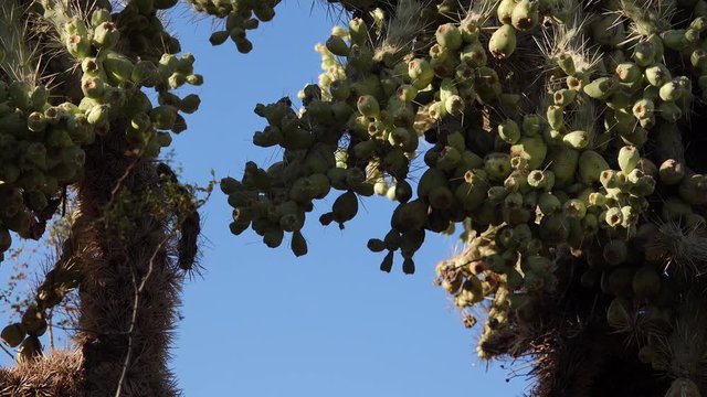 Cactus. Cane Chola Cylindropuntia spinosior on a background of blue sky. Arizona, USA