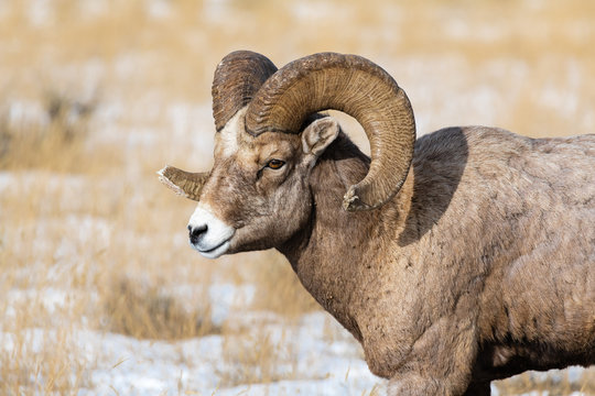Ram Profile Bighorn Sheep