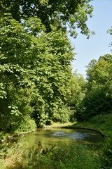 L'un des petits étangs en plein bois très dense au parc Josaphat à Schaerbeek