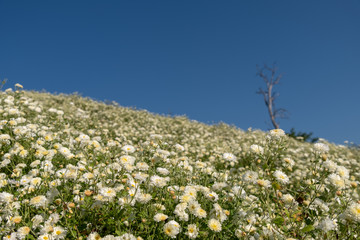 Chrysanthemum flower fields on high hills with the bright sky background. Selective Focus.