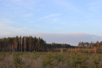 planting new pine trees 