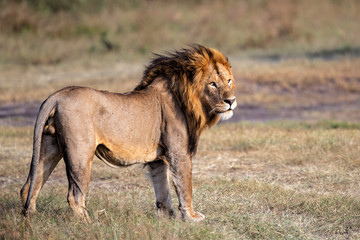 Lion - Dominant male on the savanna of the MasaiMara National Prk in Kenya