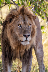 Lion - Dominant male on the savanna of the MasaiMara National Prk in Kenya