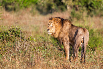Lion - Dominant male on the savanna of the MasaiMara National Prk in Kenya
