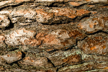 Texture shot of brown tree bark, filling the frame