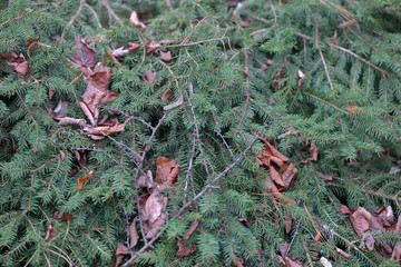 Rich textured leaves of evergreen coniferous tree