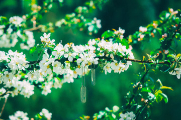 beautifully flowers cherry on a green background, dog tag