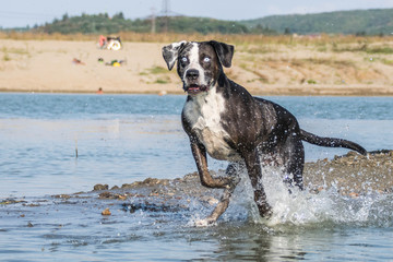 Funny photo of Catahoula Leopard Dog, who is jumping into the water. Dog in amazing autumn photo workshop in Prague.