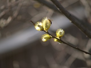 NEW JERSEY FLOWERS2