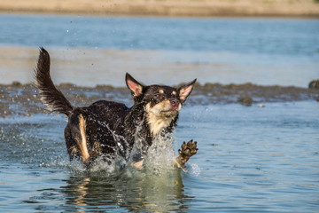 brown kelpie is jumping into the water. Photo from my first Photoworkshop in Lipence Prague It was amazing experience. I love dogs on that.