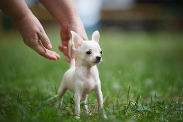 Chihuahua puppy is on the grass
