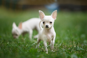 Chihuahua puppy stands on green grass