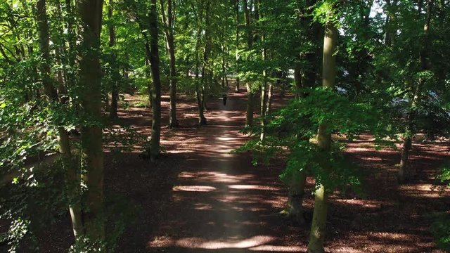 Short video from the autumn accident in the beautiful English forest. It presents the forest from the bottom up