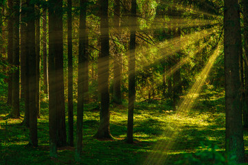 Green forest in summer time with sun rays crashing through the trees