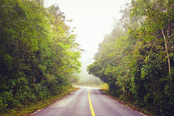 Obraz premium Forest Road in Foggy Morning