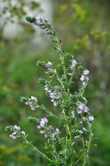 In nature, Ononis arvensis blooms in the meadow