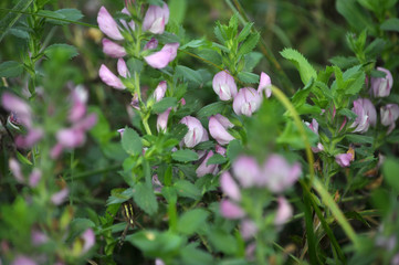 In nature, Ononis arvensis blooms in the meadow