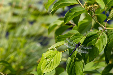 Dragonfly