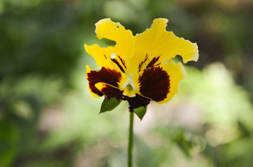 Insects bit a flower