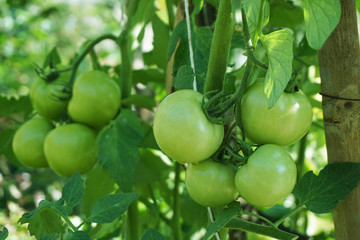 Green tomatoes on the tree in a tomato garden
