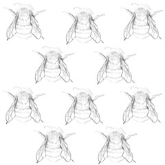 Wild Bees Drawing Background Illustration