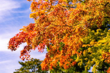Colorful foliage in the autumn park. Beautiful Autumn Leaves.