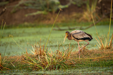 painted storks or Mycteria leucocephala juvenile in green background at keoladeo national park, bharatpur, india