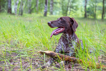 Kurzhaar hunting dog in the forest plays with a stick.