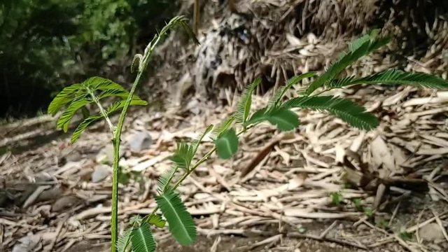 pemandangan tanaman putri malu ketiup angin, slow mosion