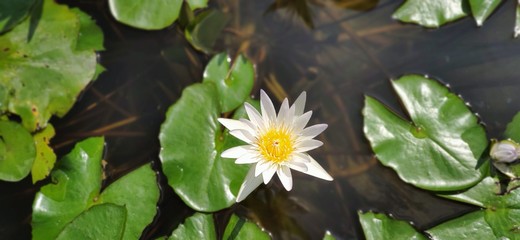 white water lotus in a pond