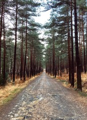 Corridor of Trees