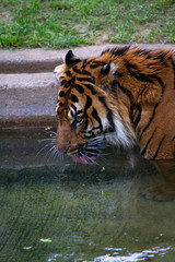 Washington DC Zoo Animal