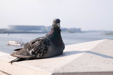 pigeon