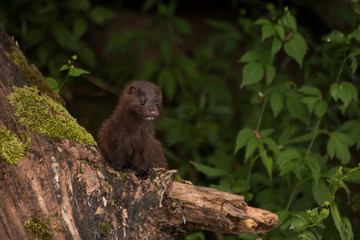 Mink on a deadfall