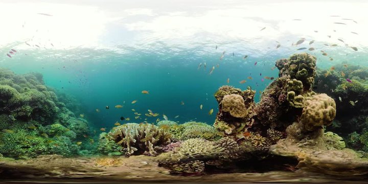 Tropical fishes and coral reef underwater. Hard and soft corals, underwater landscape. Travel vacation concept