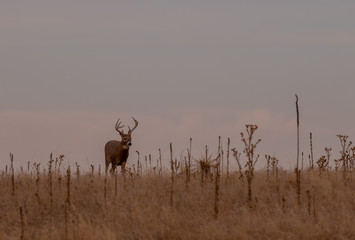 Naklejka na ściany i meble Whitetail Deer Buck in Colorado During the Fall Rut