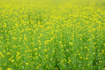 Mustard plant with blur background.